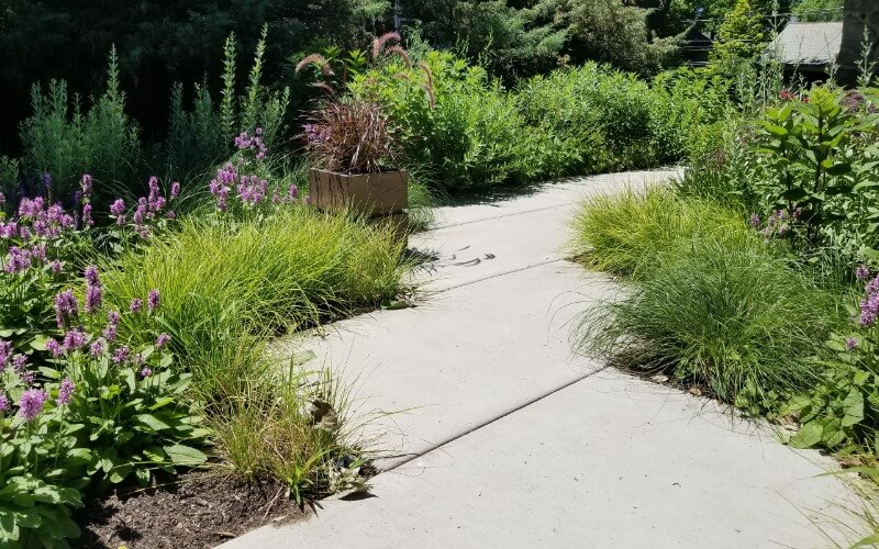 Foundation plantings
