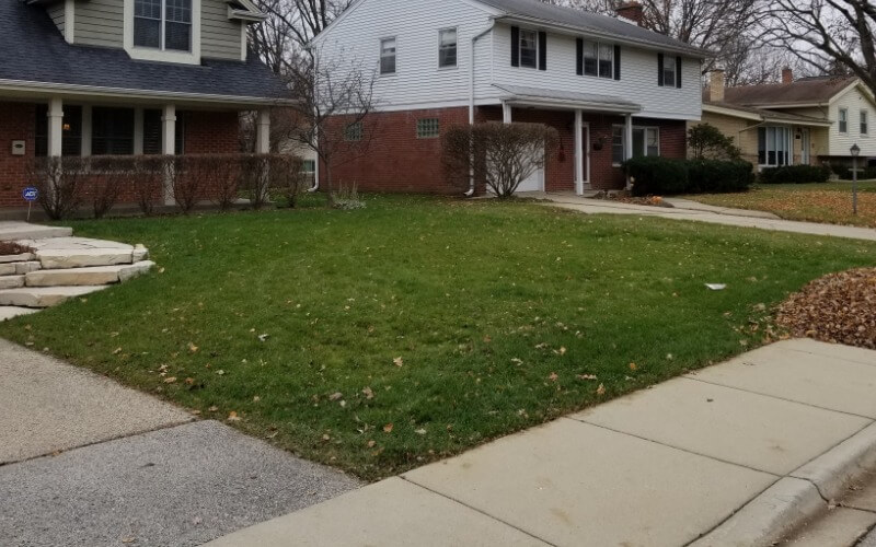 Weed-free lawn with natural care