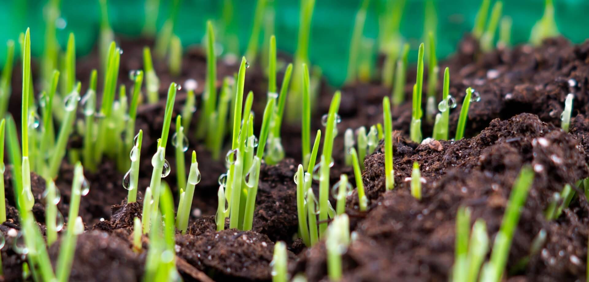Organic Seeding